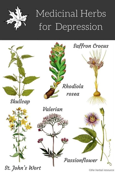 valused na depresj|10 Best Herb Supplements for Depression